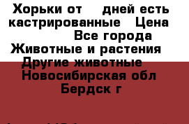   Хорьки от 35 дней есть кастрированные › Цена ­ 2 000 - Все города Животные и растения » Другие животные   . Новосибирская обл.,Бердск г.